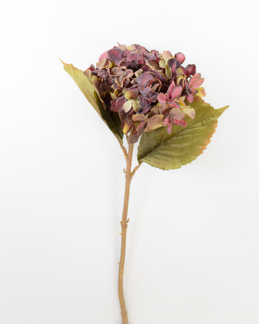 Dried-Look Plum Hydrangea