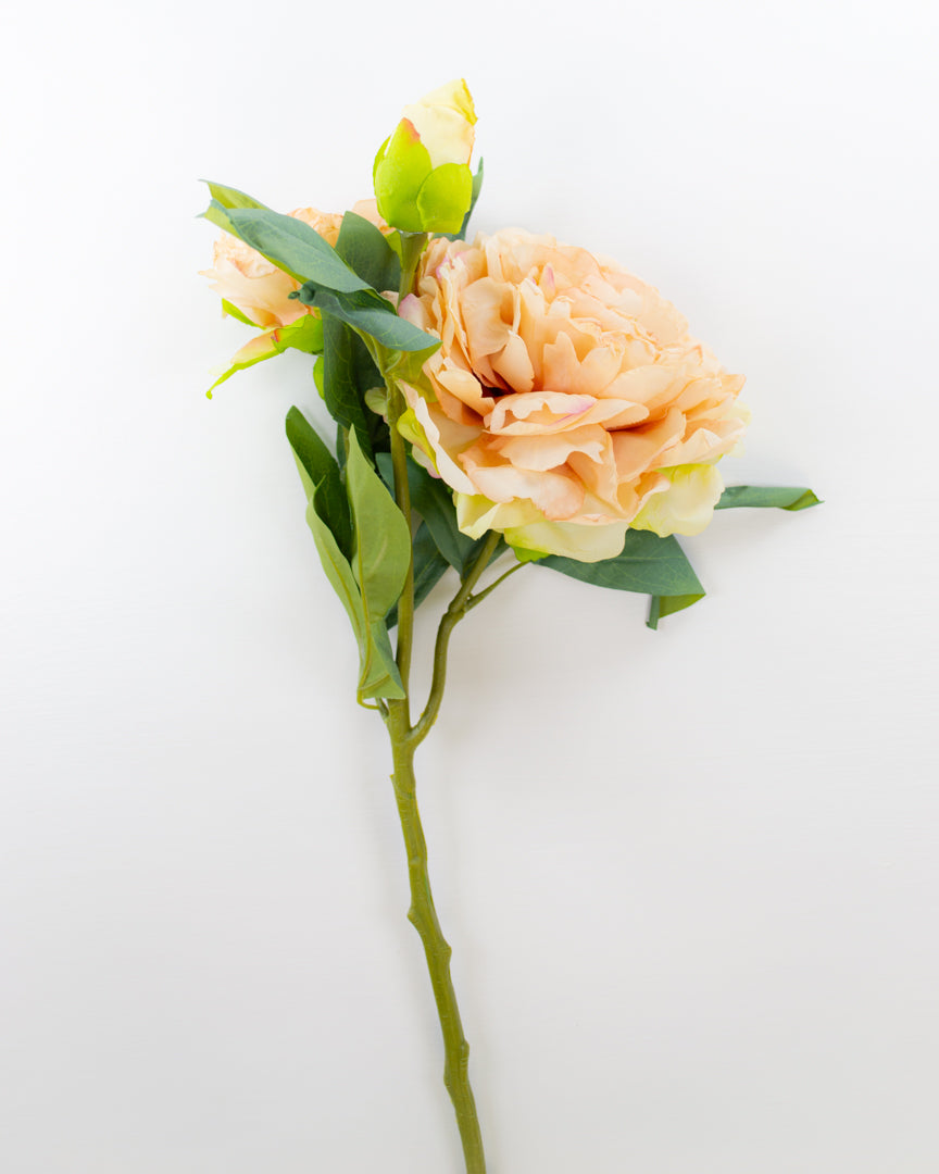 Oyster Dried Touch Peony
