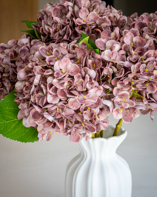 Autumn Mauve Hydrangea