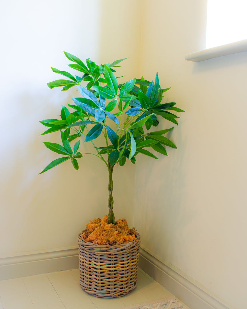 silk money tree Artificial Luxury Pachira Money Tree – Stem & Silk