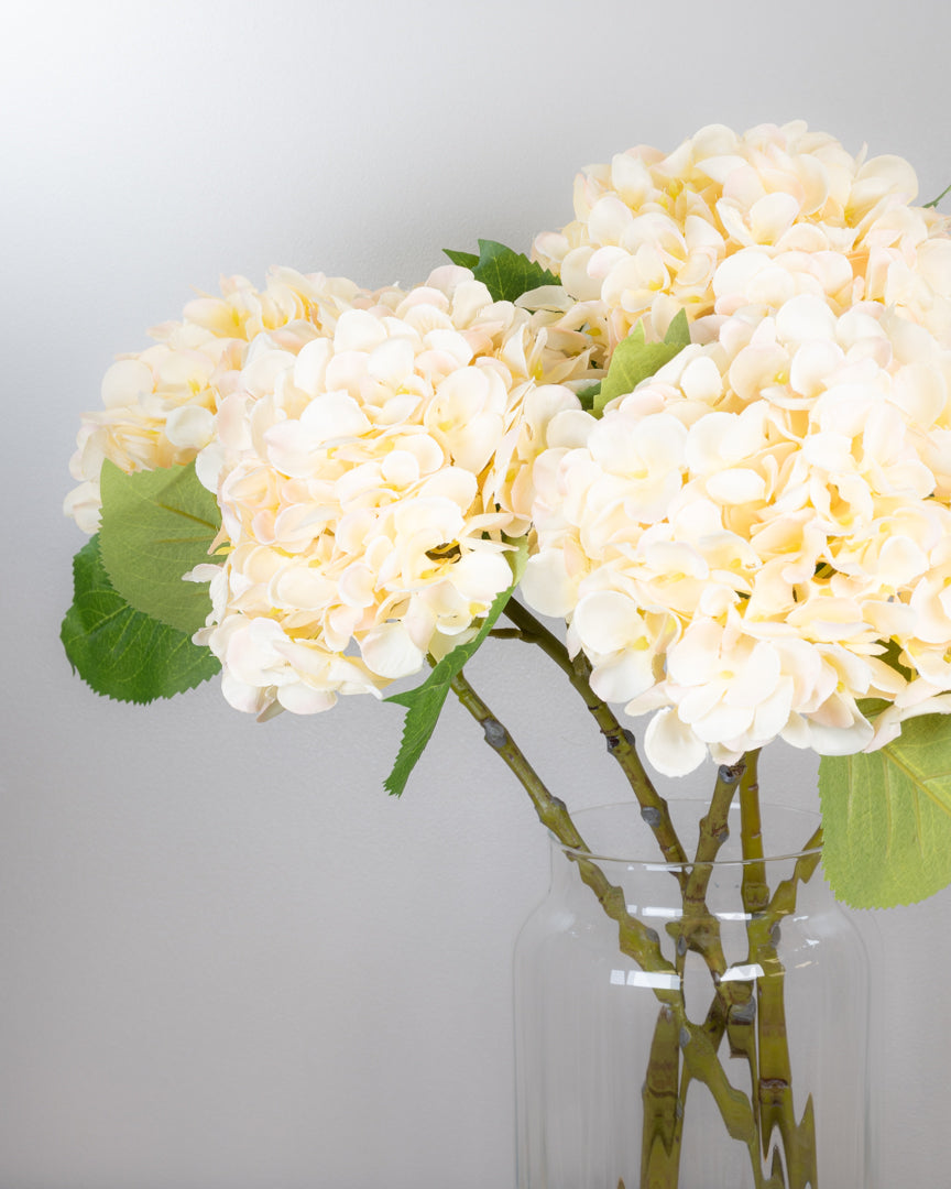 Pastel Spring Hydrangea - Apricot