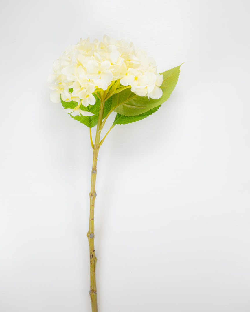 Spring Hydrangea - White