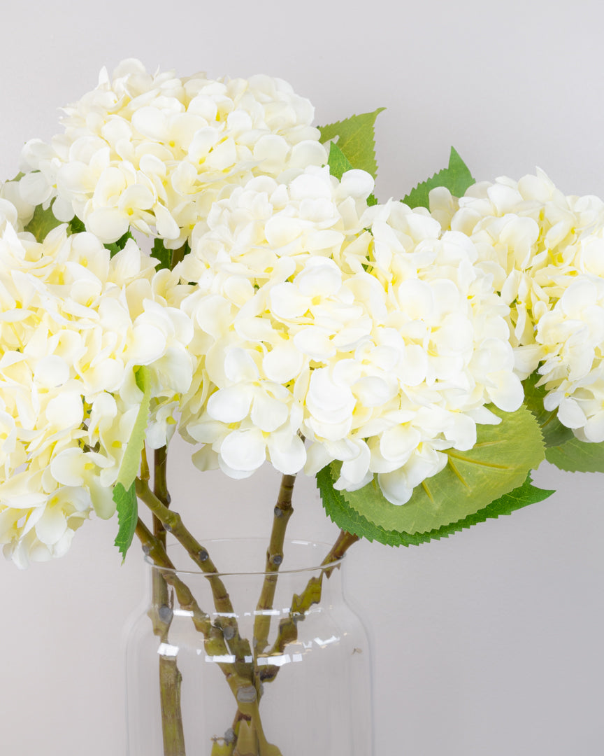 Spring Hydrangea - White