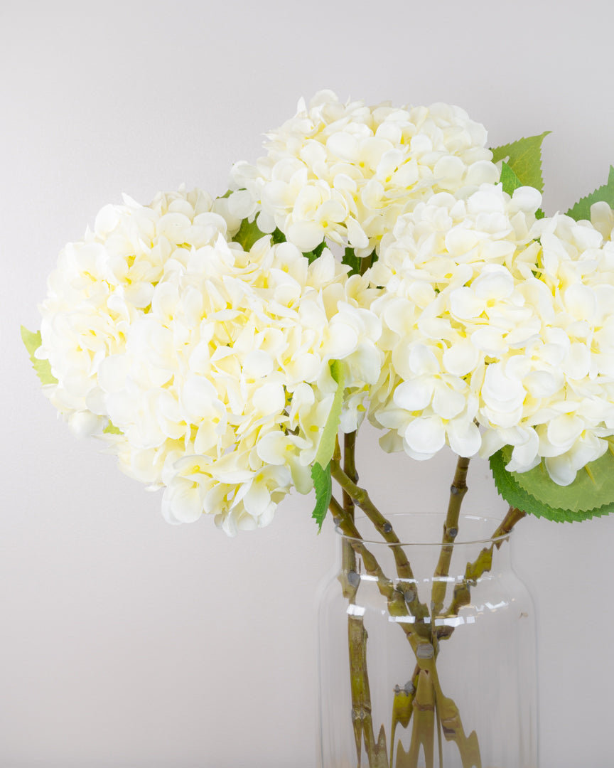 Spring Hydrangea - White