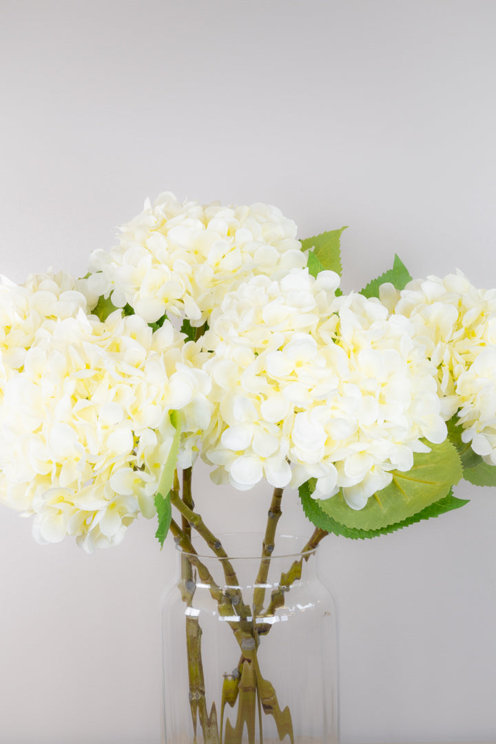 Spring Hydrangea - White
