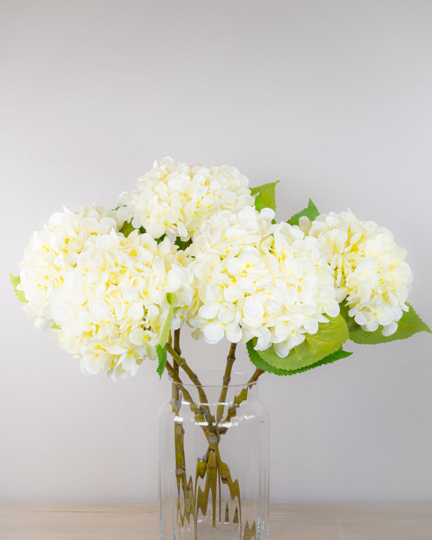 Spring Hydrangea - White