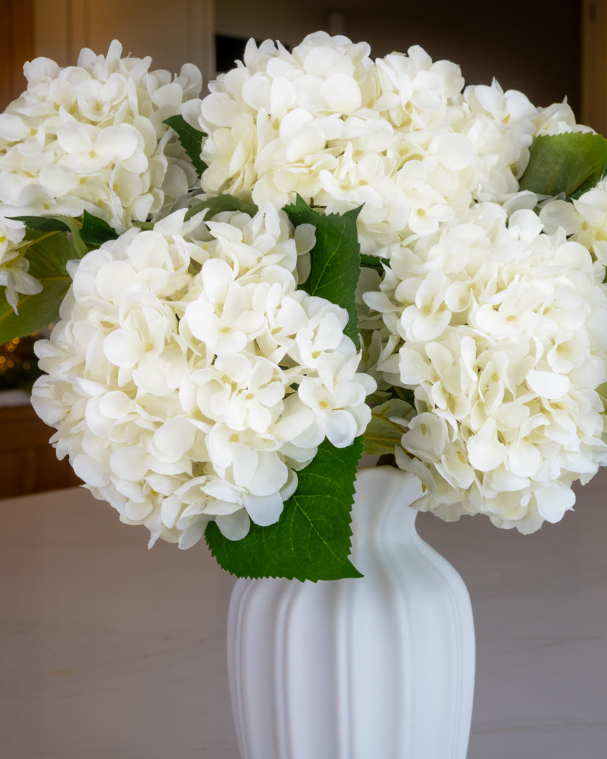 Snow White Winter Hydrangea