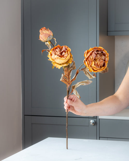 Autumn Peony Dried Spray - Honey