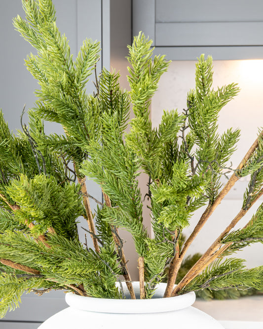 Spruce and Twig Branch