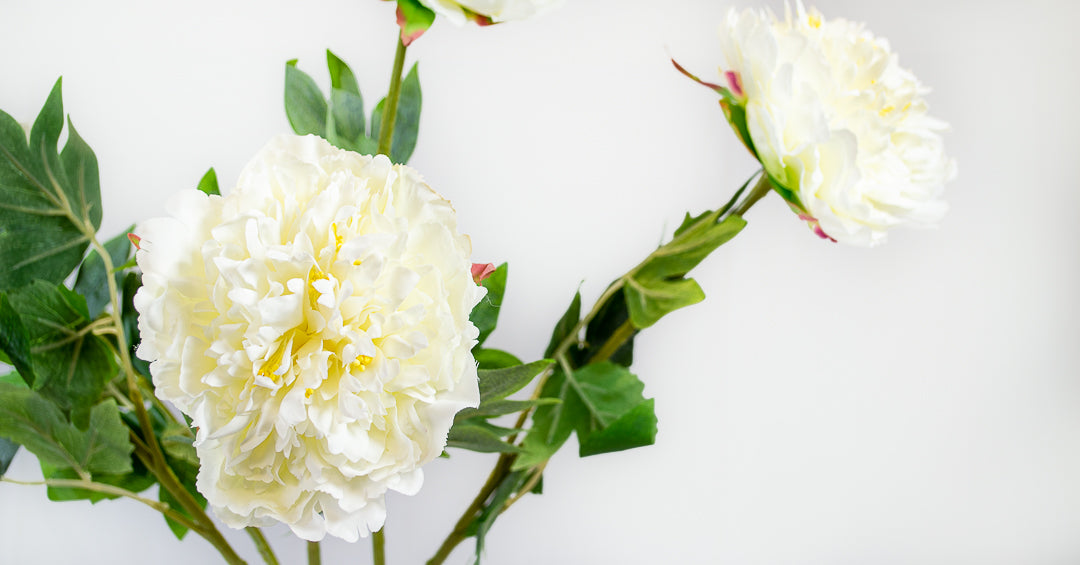 Fluffy White Peony Stem