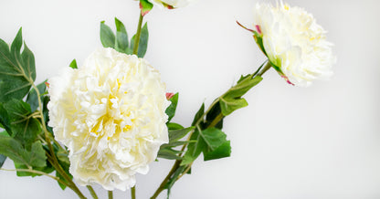 Fluffy White Peony Stem