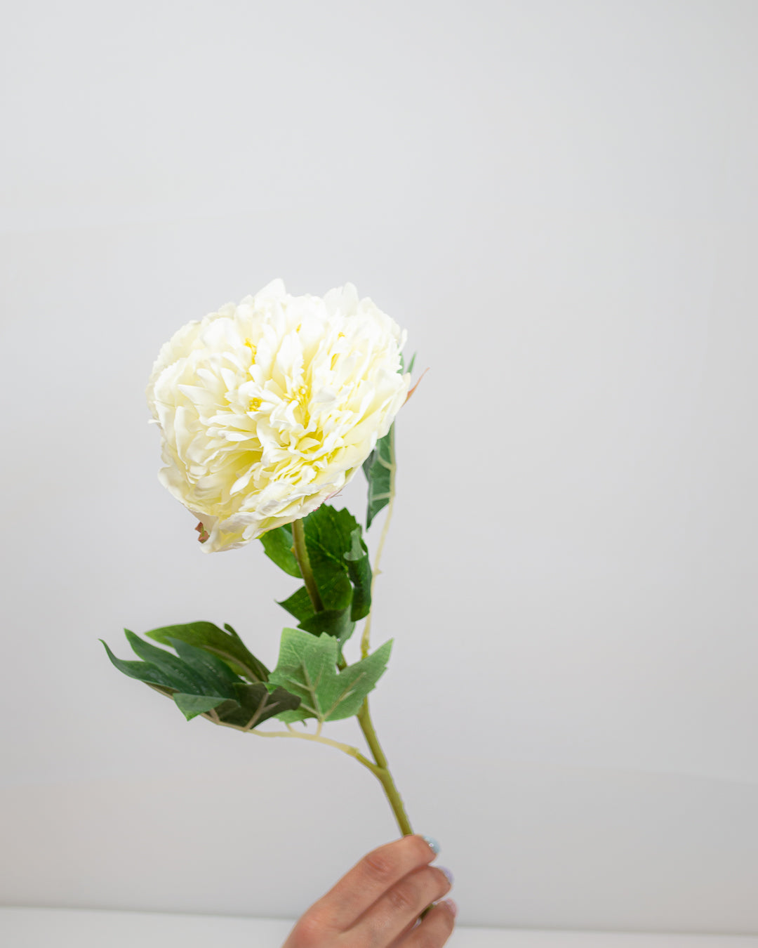 Fluffy White Peony Stem