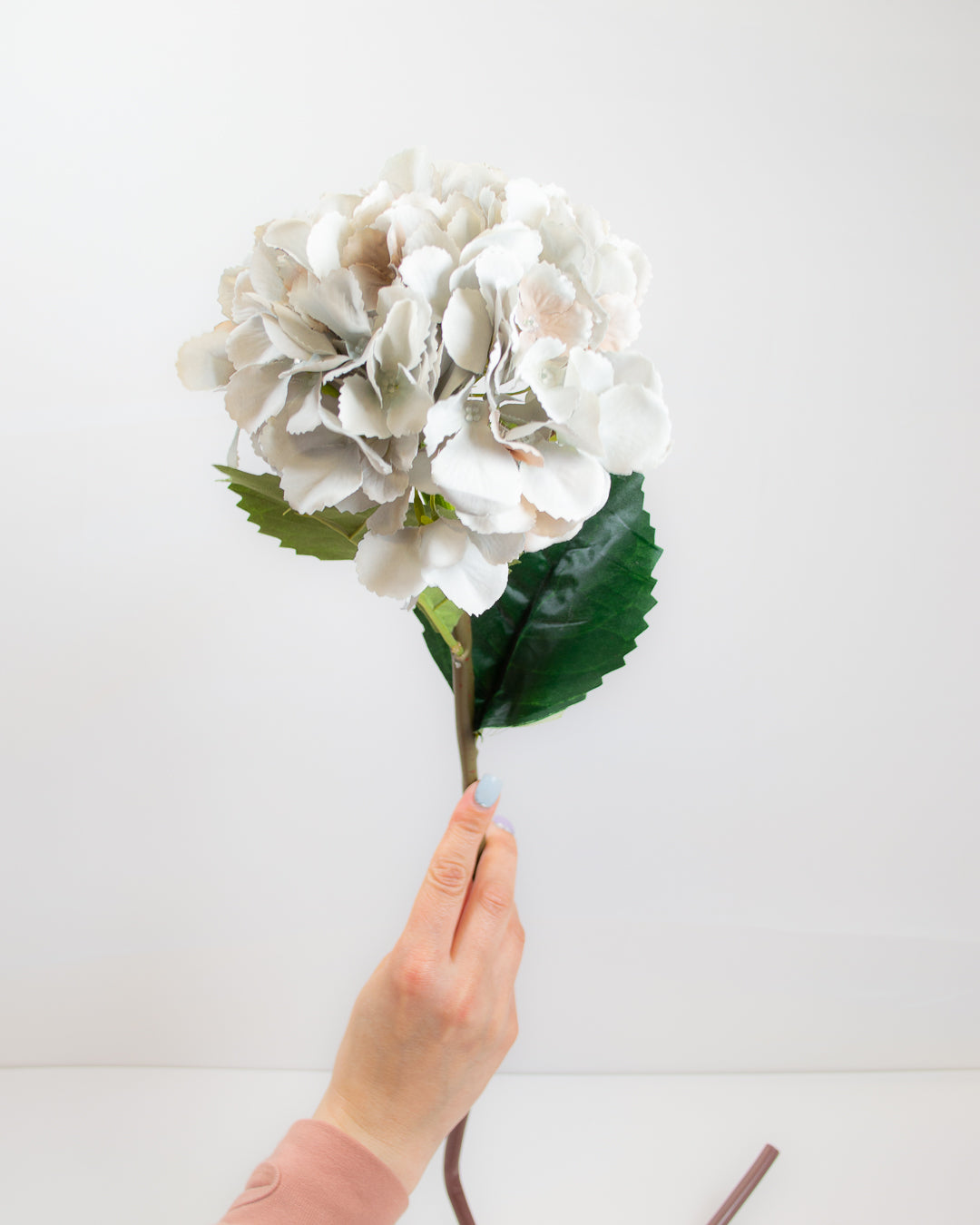 Grey Hydrangea Stem