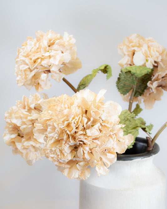 Dried Touch Cream Hydrangea