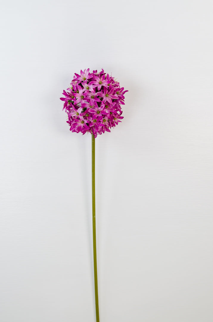 Allium Stem (2 colours)