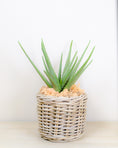 Load image into Gallery viewer, Realistic Artificial Aloe Plant
