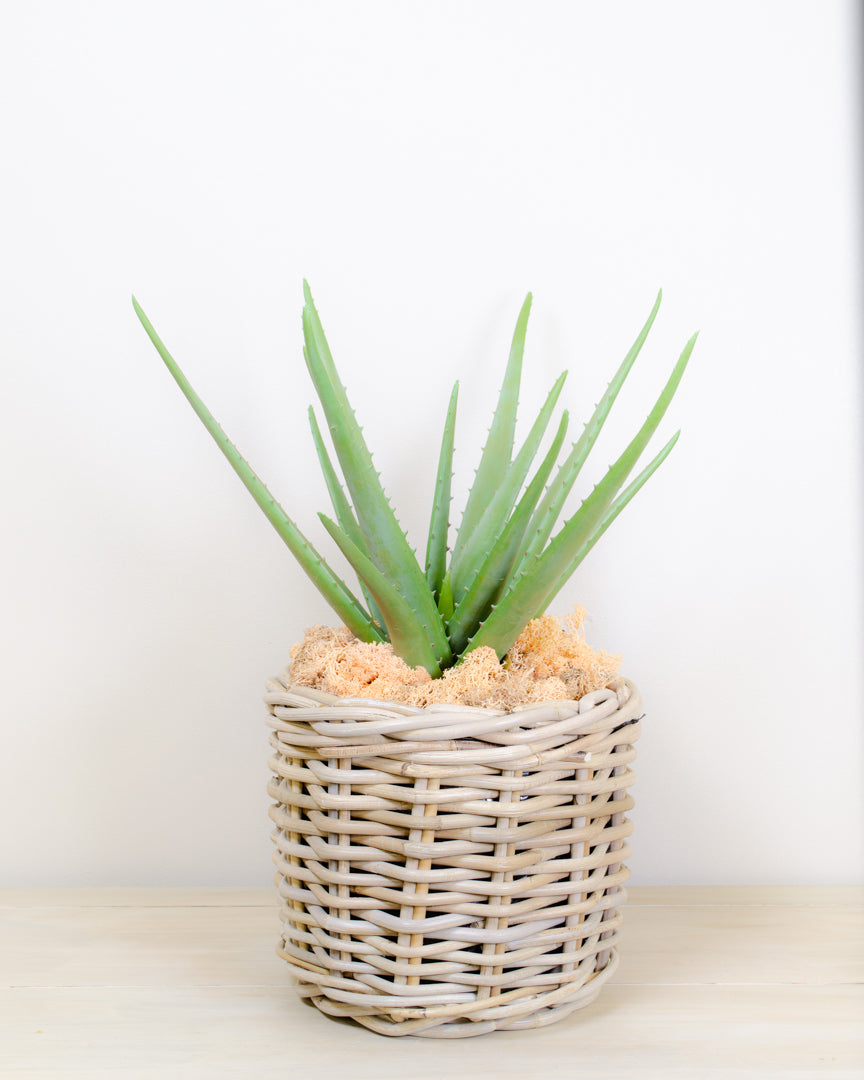 Realistic Artificial Aloe Plant