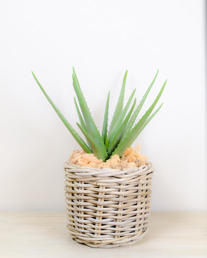 Realistic Artificial Aloe Plant