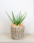 Load image into Gallery viewer, Realistic Artificial Aloe Plant
