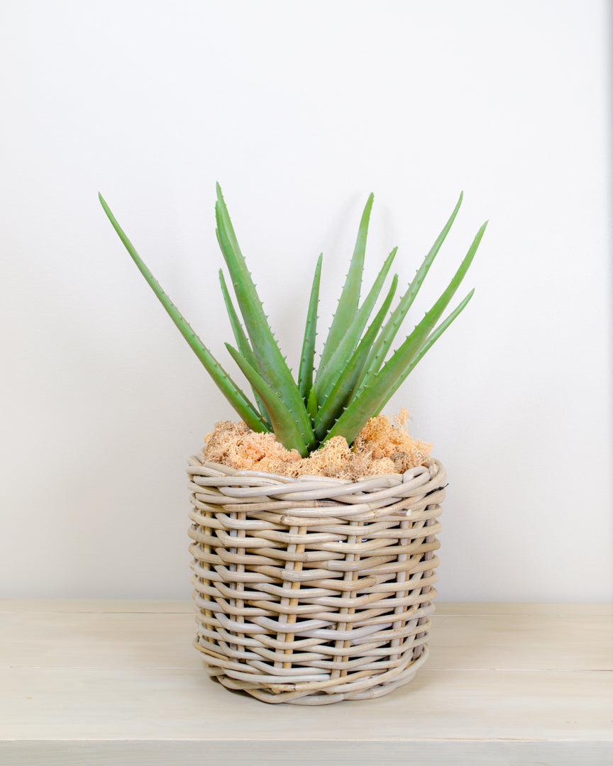 Realistic Artificial Aloe Plant