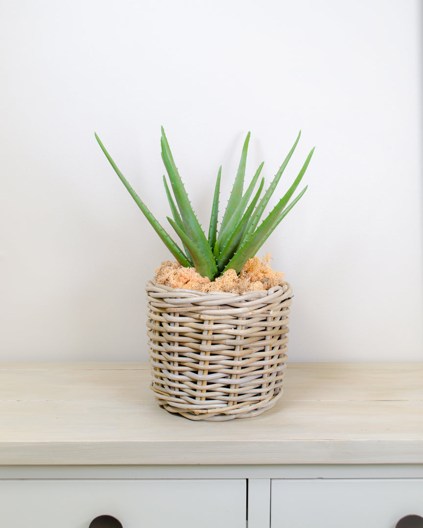 Realistic Artificial Aloe Plant