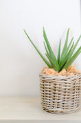 Load image into Gallery viewer, Realistic Artificial Aloe Plant
