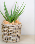 Load image into Gallery viewer, Realistic Artificial Aloe Plant
