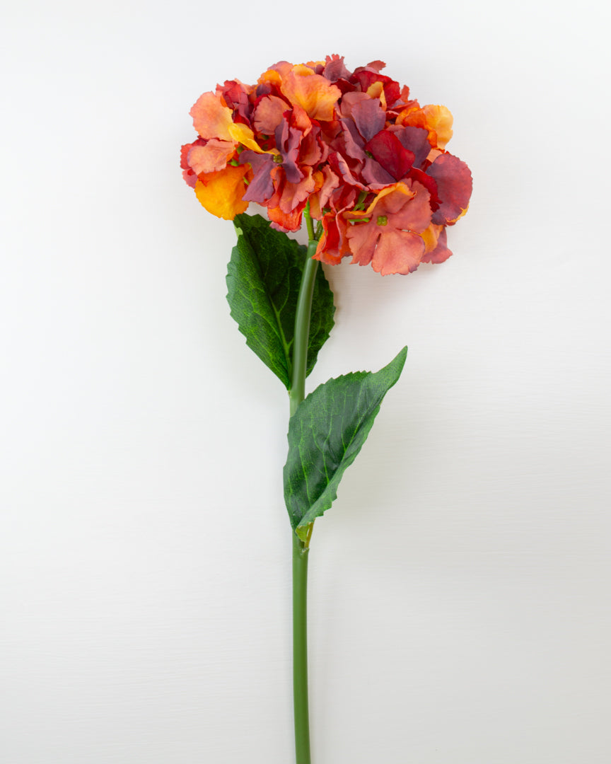 Autumn Russet Hydrangea