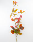 Load image into Gallery viewer, Aronia Berry Stem
