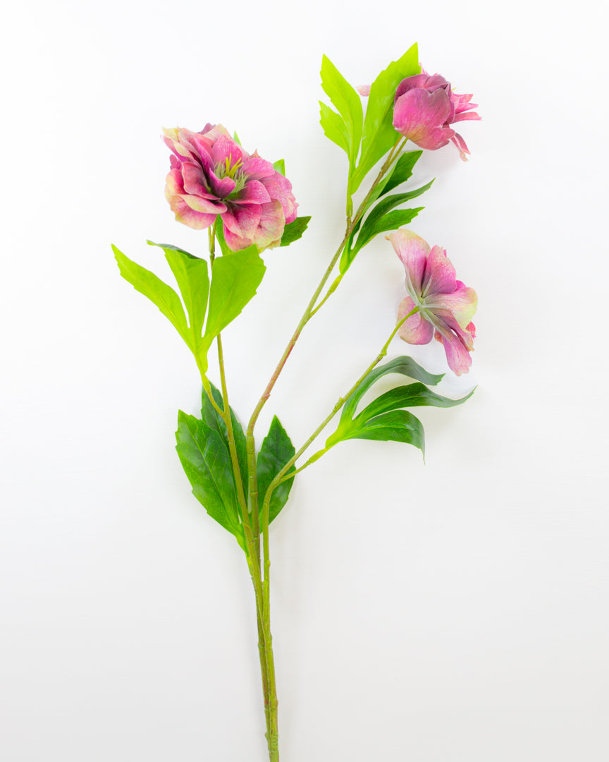 Magenta Hellebore Stem