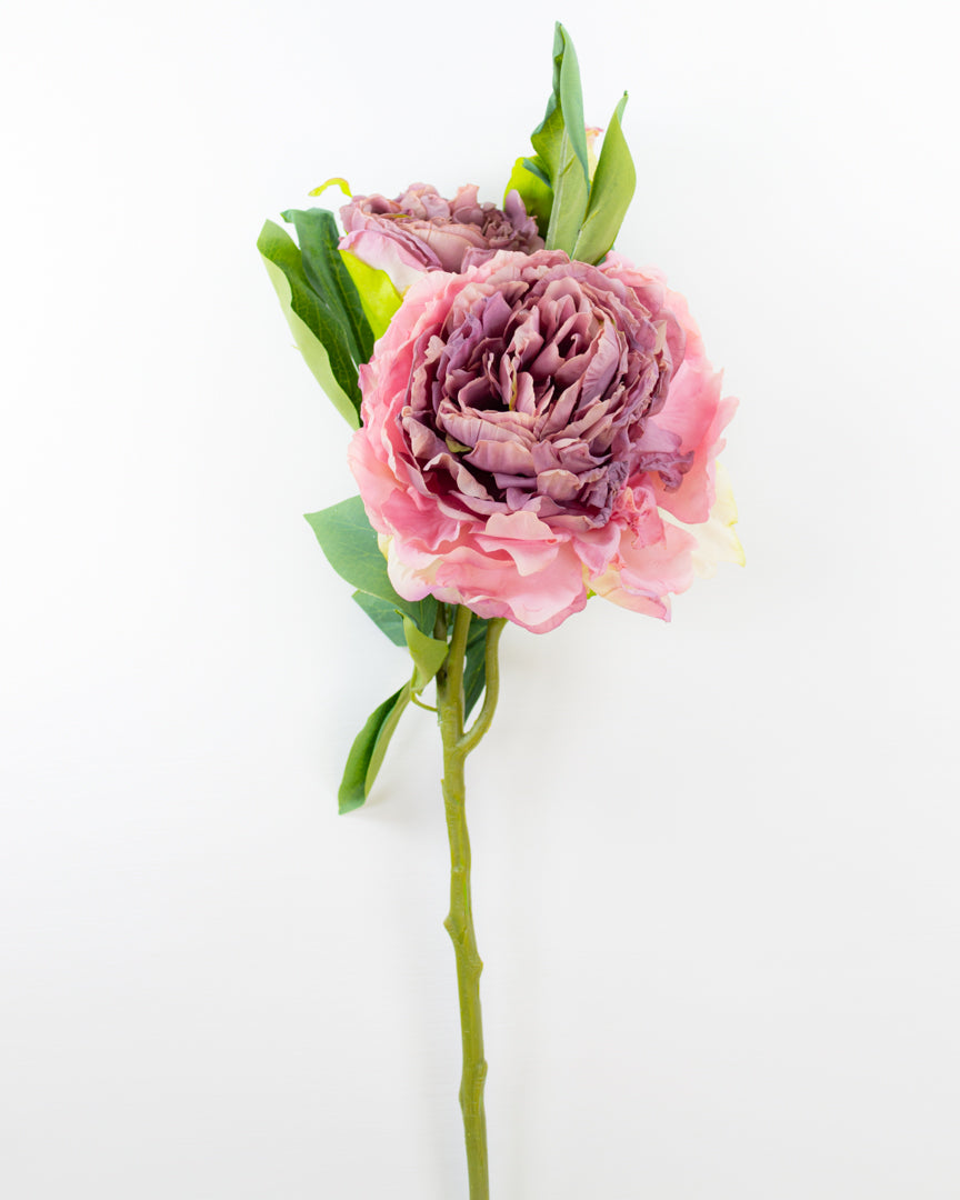 Mauve Dried Touch Peony