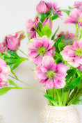 Load image into Gallery viewer, Magenta Hellebore Stem
