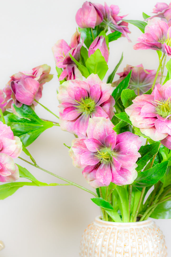 Magenta Hellebore Stem