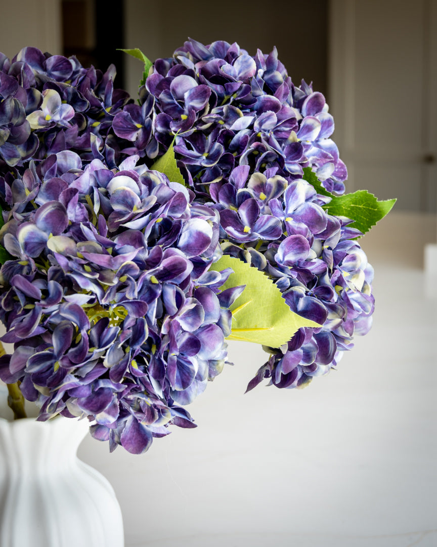 Hydrangea - Mulberry