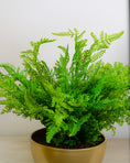 Load image into Gallery viewer, Artificial Forest Fern in Gold Pot
