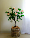 Load image into Gallery viewer, Artificial Rose Tree - Peach
