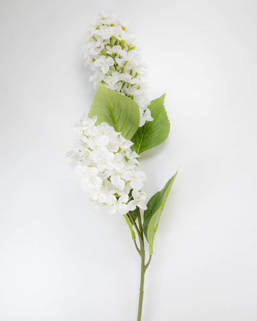 Hydrangea Paniculata - Ivory