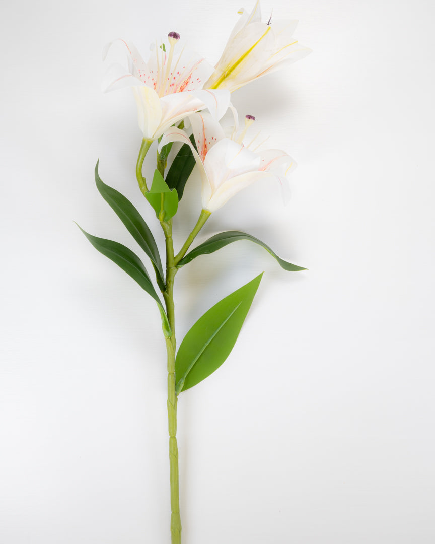 White Lily Stem