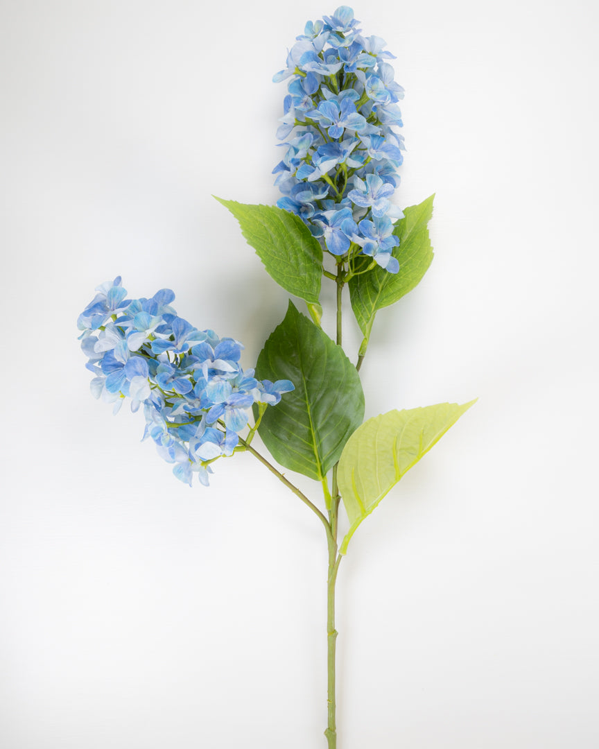 Hydrangea Paniculata - Blue