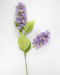 Load image into Gallery viewer, Hydrangea Paniculata - Lilac
