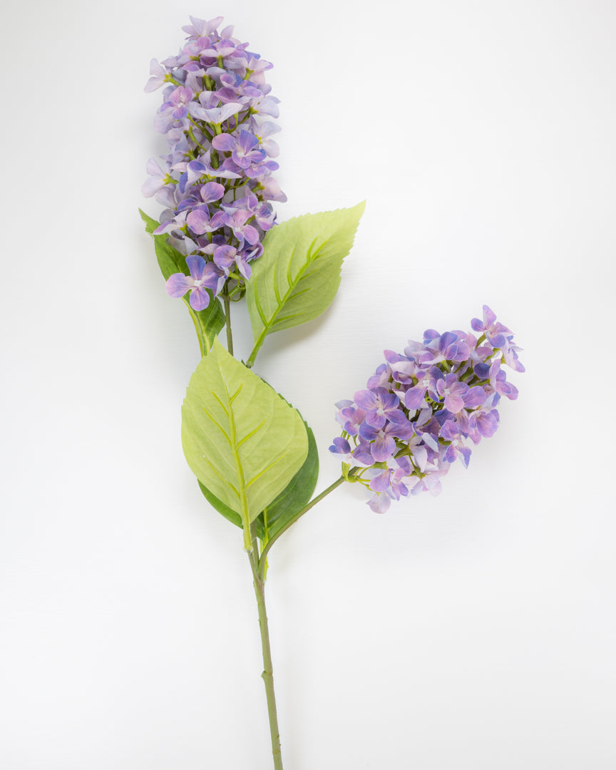 Hydrangea Paniculata - Lilac