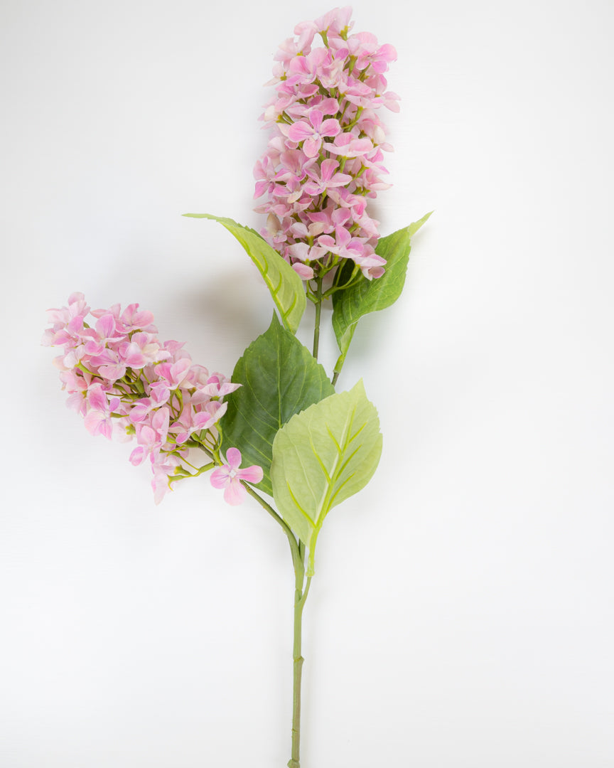 Hydrangea Paniculata - Pink