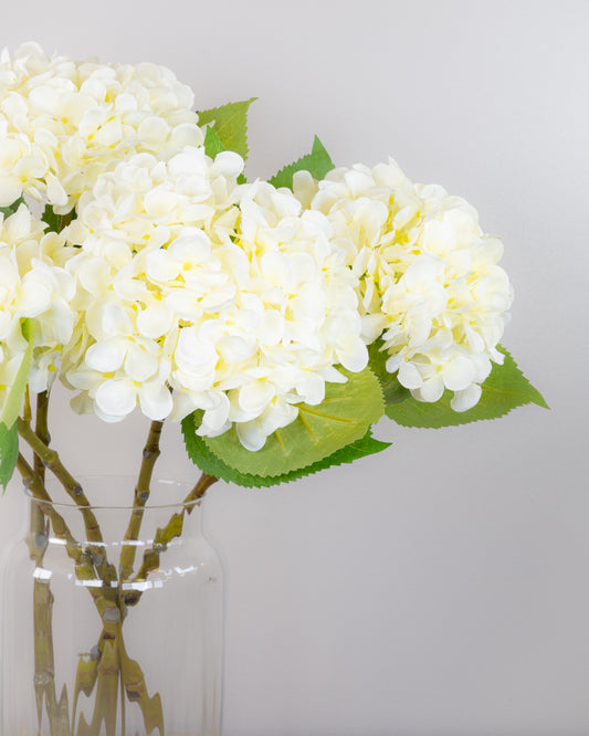 Spring Hydrangea - White