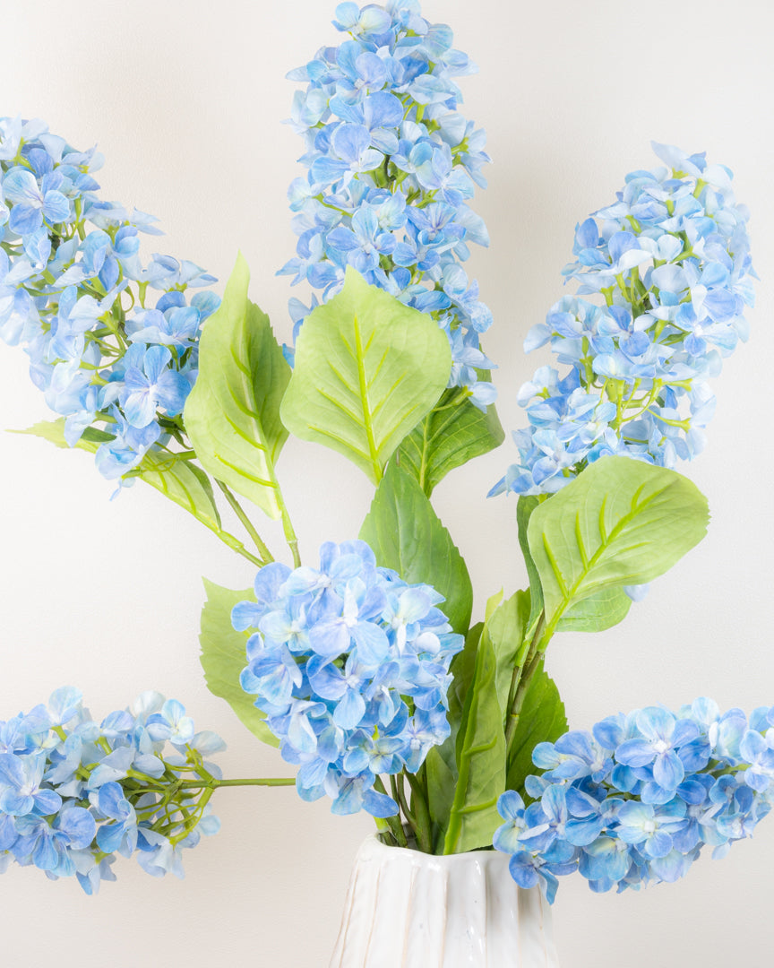 Hydrangea Paniculata - Blue