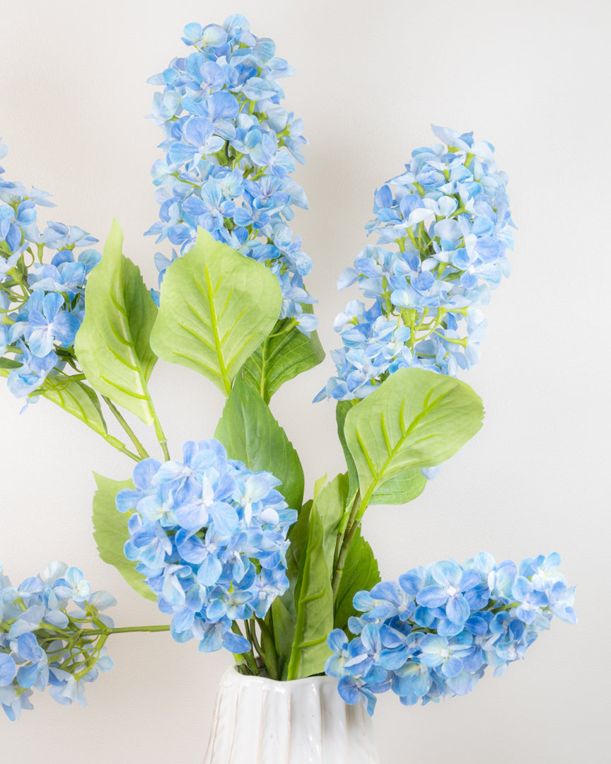 Hydrangea Paniculata - Blue