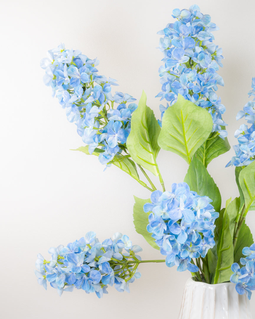 Hydrangea Paniculata - Blue