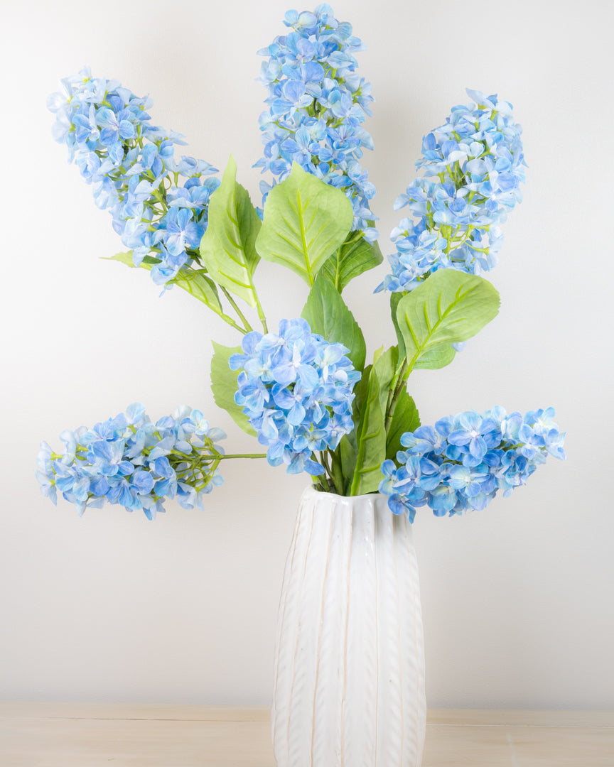 Hydrangea Paniculata - Blue