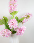 Load image into Gallery viewer, Hydrangea Paniculata - Pink
