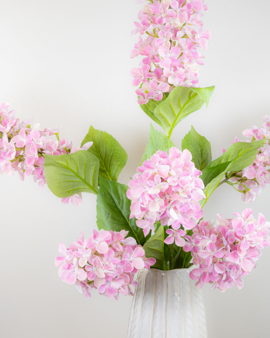 Hydrangea Paniculata - Pink