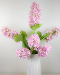 Load image into Gallery viewer, Hydrangea Paniculata - Pink
